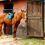 cheval-appia-antica-4